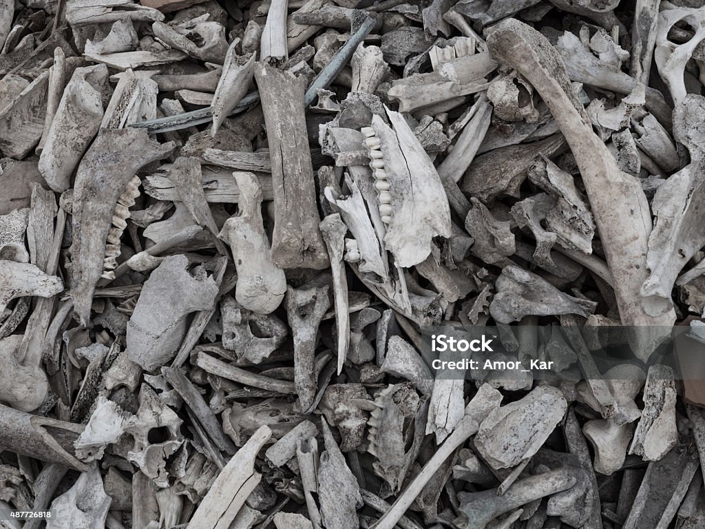 Pile of animal bones Background of a pile of animal bones closeup 2015 Stock Photo