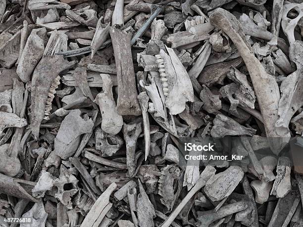 Pile Of Animal Bones Stock Photo - Download Image Now - 2015, Aging Process, Anatomy