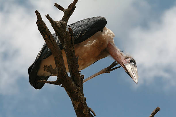 istock Marabou bird on branch of dead tree and looks down. 487726926