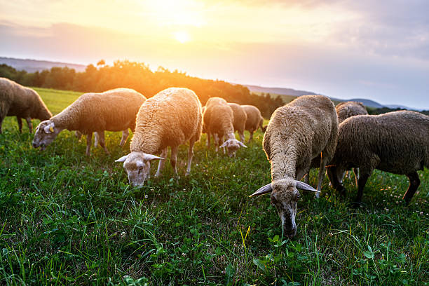 Troupeau de moutons paissant sur un pâturage - Photo