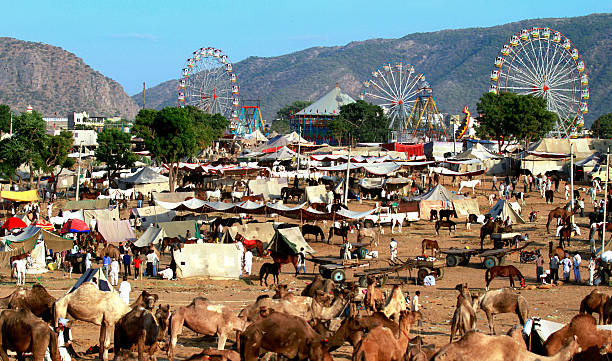 pushkar fair, rajasthan - camel fair stock-fotos und bilder