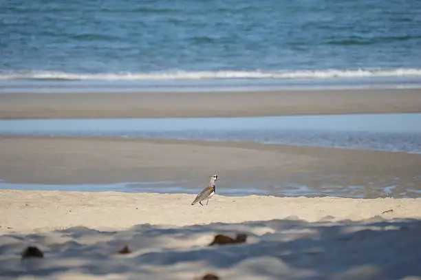 Bird popularly known as "want-want" walking on the sand of the beach 