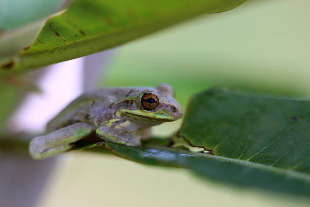 istock insects and reptiles and macro 487727663