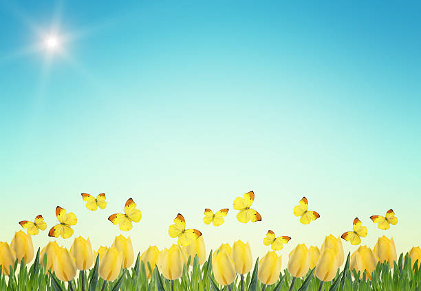istock Postcard with fresh tulips and grass 487727931