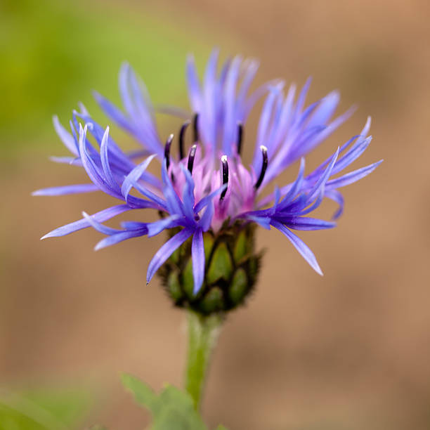 gartenkornblume - gartenblume стоковые фото и изображения