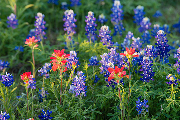 istock Texas Bluebonnet and Indian Paintbrush wildflowers 487728359