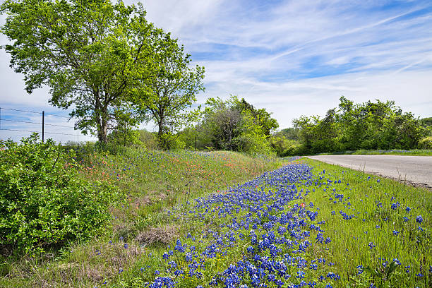 istock Texas bluebonnet along country road 487728361