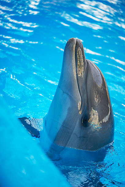 istock Dolphin in basin of oceanarium 487729800