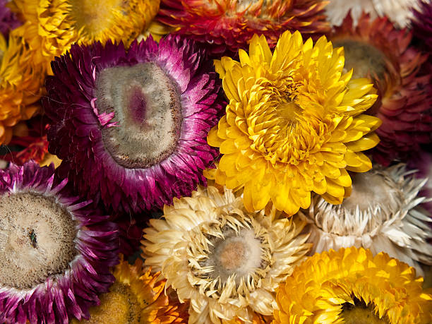 istock Bouquet of dry straw flower or everlasting 487731072