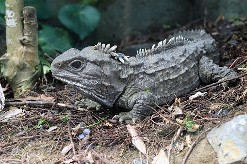 Tuatara are reptiles endemic to New Zealand and which, although resembling most lizards, are part of a distinct lineage, the order Rhynchocephalia.