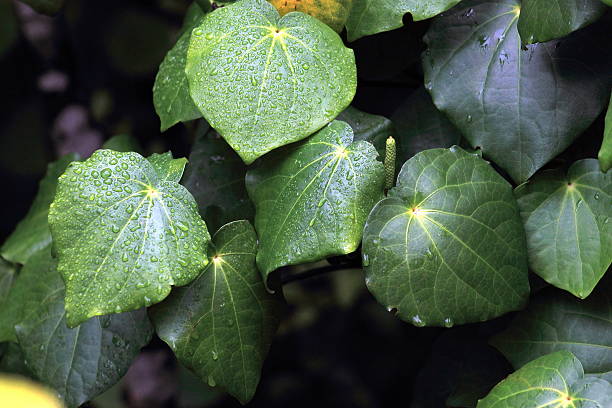 Kawakawa (Piper excelsum) stock photo