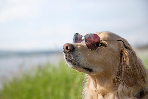 Young male Golden Retriever with sunglasses