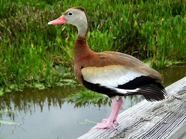istock Black-bellied Whistling Duck (Dendrocygna autumnalis) 487732906