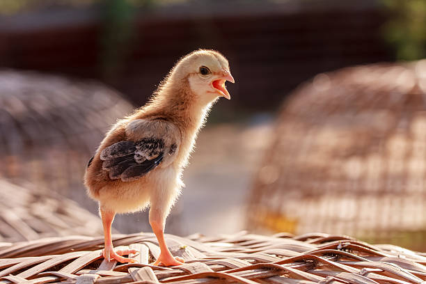 chicken waiting for mom i am here when mom comeback battery hen stock pictures, royalty-free photos & images