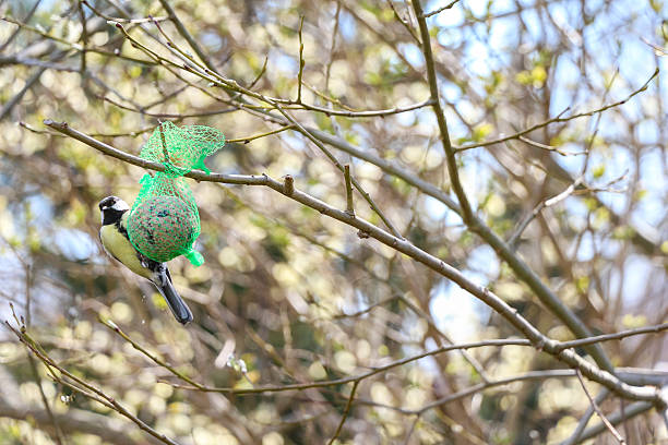 istock Titmouse bird sitting on bird food 487735292