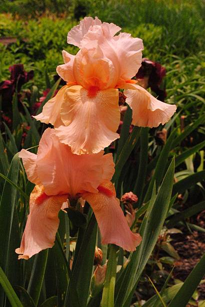 istock Iris in the Biltmore Estates Garden 487736086