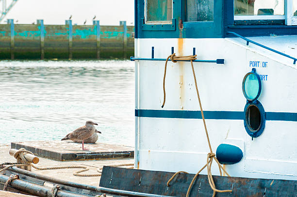 istock Closeup of seagulls on dock next to bow 487736390