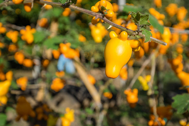 istock Cartoon tomatoes in the garden 487736772