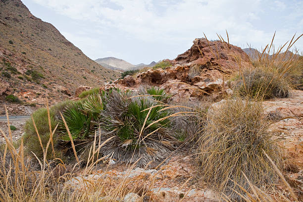 istock Cabo de Gata geological detail 487737428