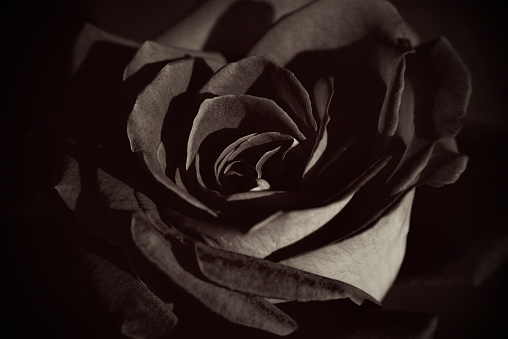 istock Black and white Rose 487739768