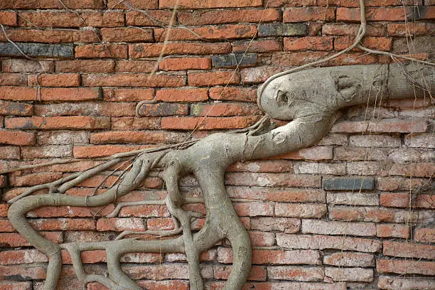 roots covered the brick wall at ayutthaya