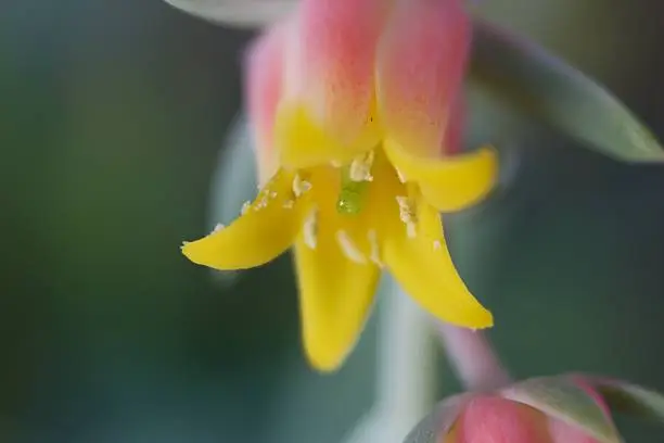 Echeveria Elegans Flower