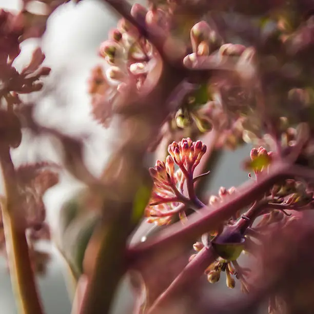 Pink Stonecrops flower buds
