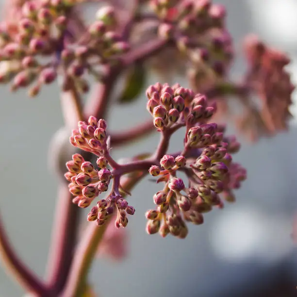Stonecrop Flower Bud in Pink and Purple