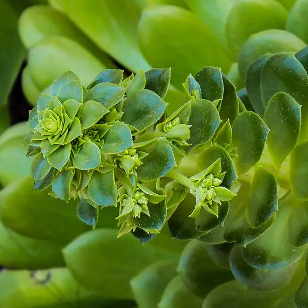 Giant green aeonium pushes out its flowers on a tall raceme.
