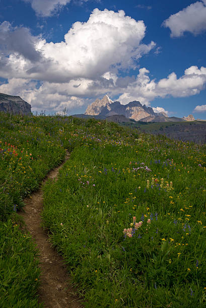 grand teton senda de excursionismo, 4 - motivation rock flower single flower fotografías e imágenes de stock