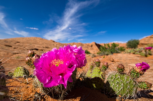 Prickly Pear Cactus Blooming in Desert - Scenic red rock canyon landscape with blooming bright pink flowers.