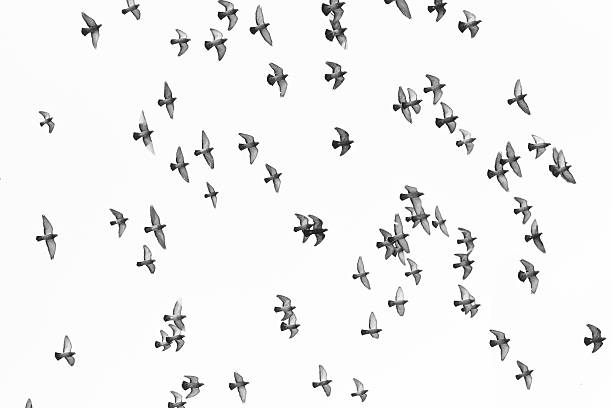 istock Group of pigeon flying isolated on white background 487741370
