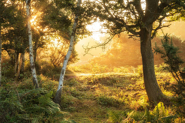 Stunning dawn sunrise landscape in misty New Forest countryside Stunning sunrise landscape in misty New Forest countryside new forest stock pictures, royalty-free photos & images