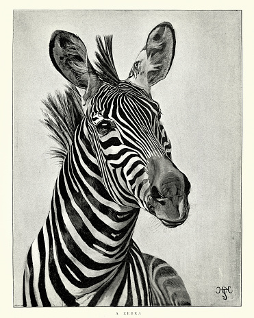 Vintage engraving of Zebra. The Graphic, 1897