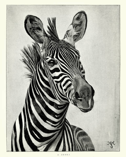 Zebra Vintage engraving of Zebra. The Graphic, 1897 zebra print stock illustrations