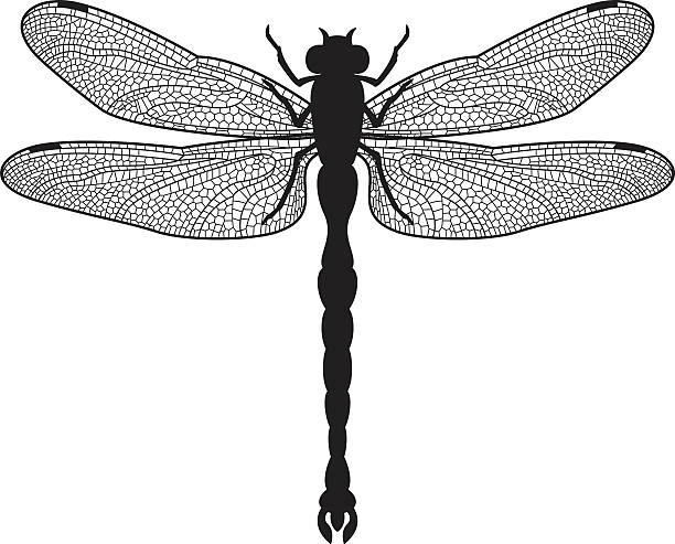 Dragonfly silhouette Black silhouette illustration of a big dragonfly (Anisoptera) on white Background.  dragonfly drawing stock illustrations