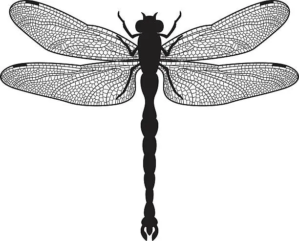 Vector illustration of Dragonfly silhouette