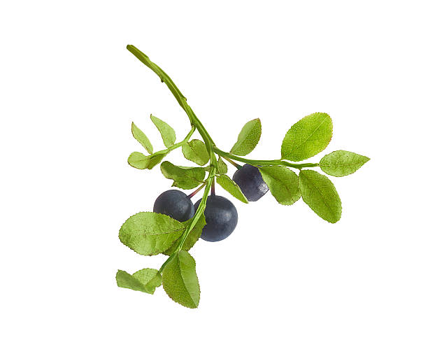istock Branch of blueberry 487744076