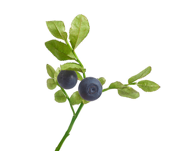istock Branch of blueberry 487744080
