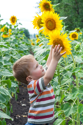 Little boy reaches for sunflower on the field