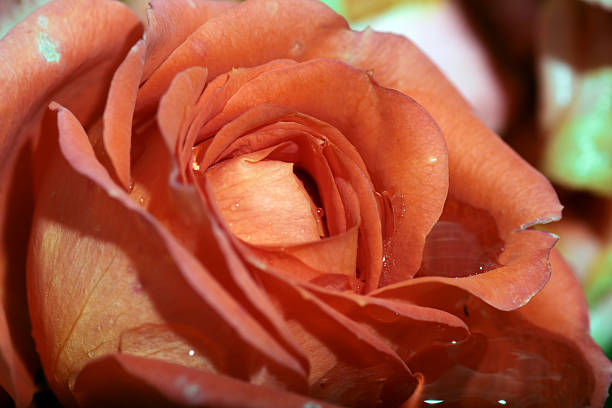 istock close-up of pink rose 487745408