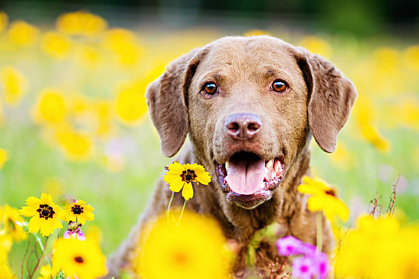 istock Dog: Retriever in a field of yellow flowers 487745839