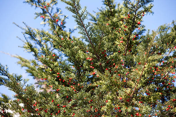 red berries, yew tree, taxus cuspidata Red berries of evergreen yew tree in sunlight taxus cuspidata stock pictures, royalty-free photos & images