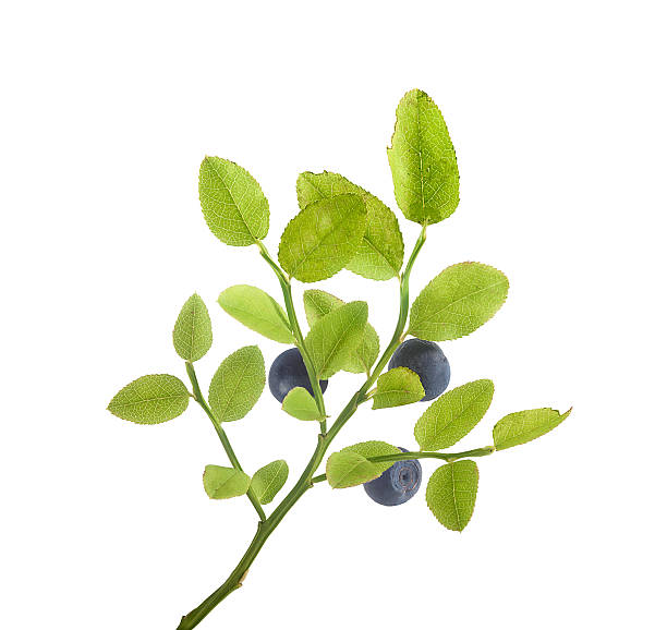 istock Branch of blueberry 487745916