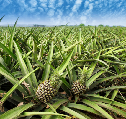 Pineapple fruit on the bush with blue sky