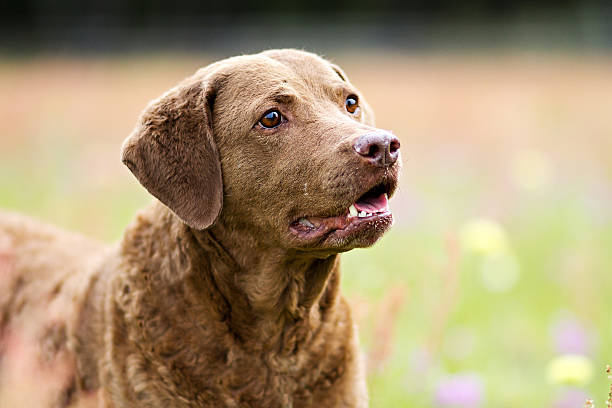 istock Dog: Happy Retriever Headshot in a Flower Field 487746247