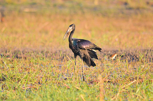 African Openbill African Openbill searching for food african openbill anastomus lamelligerus stock pictures, royalty-free photos & images