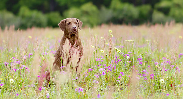 istock Dog: Retriever Sitting in a Flower Field 487746405
