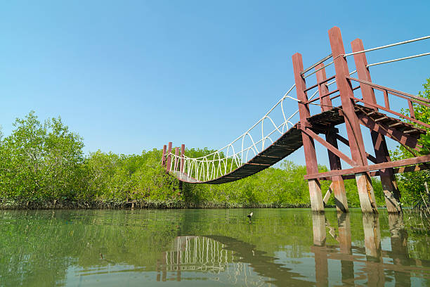 istock Wooden bridge leading to tropical mangrove forest. 487746505