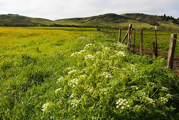 Photo of Spring Flowers Fields and Fences Sonoma County California